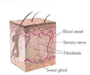 Skin Care Dermatology
